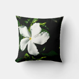 Weißer Pinwheel Jasmine in Sonnenlicht Kissen