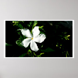 Weißer Pinwheel Jasmine in Sonnenlicht Poster