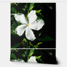 Weißer Pinwheel Jasmine in Sonnenlicht