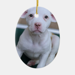 WEISSER PIT BULL PUPPY ORNAMENT