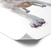 Weißer Pitbull-Welpe Poster (Ecke)