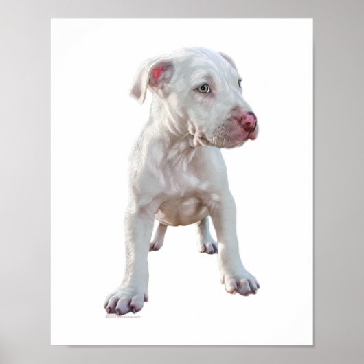Weißer Pitbull-Welpe Poster (Vorne)