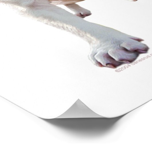 Weißer Pitbull-Welpe Poster (Ecke)