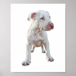 Weißer Pitbull-Welpe Poster