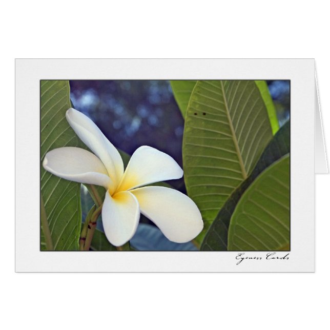 Weißer Plumeria (Vorderseite (Horizontal))