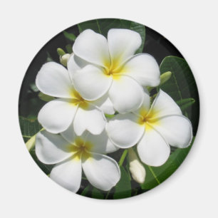 Weißer Plumeria auf Magneten Magnet
