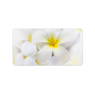 Weißer Plumeria-Blumefrangipani-BlumenBlumen Adressaufkleber