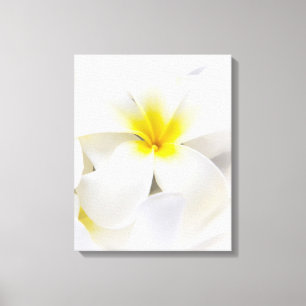 Weißer Plumeria-Blumefrangipani-BlumenBlumen Leinwanddruck