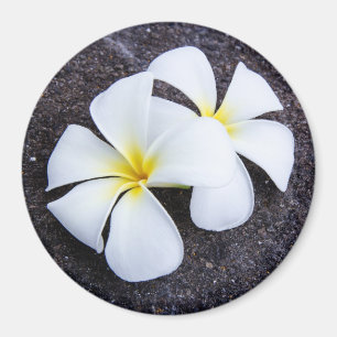 Weißer Plumeria-Blumefrangipani-Blumenlava-Felsen Magnet