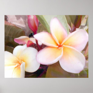 Weißer Plumeria Poster