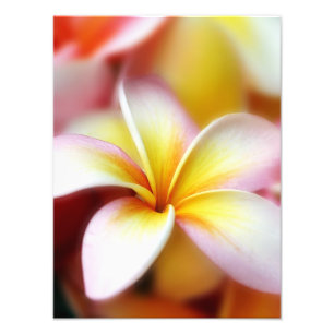Weißer Plumeriafrangipani-Hawaii-Blumen-Hawaiiane Fotodruck