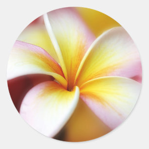 Weißer Plumeriafrangipani-Hawaii-Blumen-Hawaiiane Runder Aufkleber