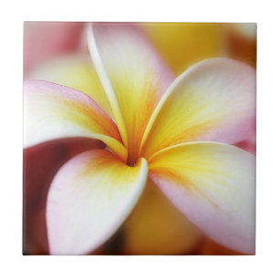 Weißer Plumeriafrangipani-Hawaii-Blumen-Hawaiianer Fliese