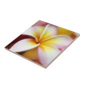 Weißer Plumeriafrangipani-Hawaii-Blumen-Hawaiianer Fliese (Seite)