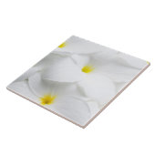 Weißer Plumeriafrangipani-hawaiische tropische Fliese (Seite)