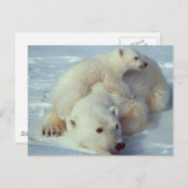 Weißer Polar Postkarte (Vorne/Hinten)