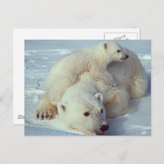 Weißer Polar Postkarte (Vorne/Hinten)