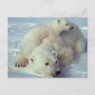 Weißer Polar Postkarte