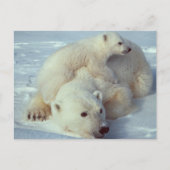 Weißer Polar Postkarte (Vorderseite)