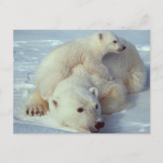 Weißer Polar Postkarte (Vorderseite)