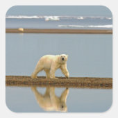 Weißer Polar Quadratischer Aufkleber (Vorderseite)