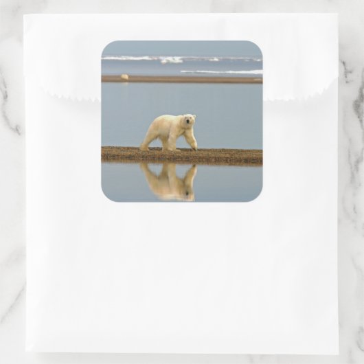 Weißer Polar Quadratischer Aufkleber (Tasche)