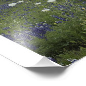 Weißer Poppel Fotodruck (Ecke)