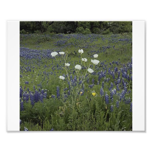 Weißer Poppel Fotodruck (Vorne)