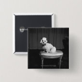 Weißer Pudel, der auf Schemel B&W sitzt Button (Vorne & Hinten)