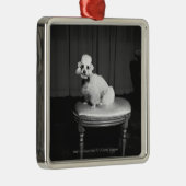 Weißer Pudel, der auf Schemel B&W sitzt Silbernes Ornament (Rechts)