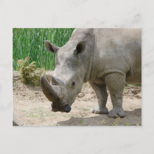 Weißer Rhinoceros Ceratotherium Simum Postkarte