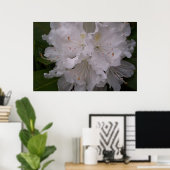 Weißer Rhododendron in Bloom Poster (Heimbüro)