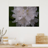 Weißer Rhododendron in Bloom Poster (Küche)