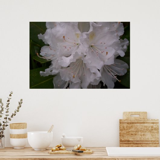 Weißer Rhododendron in Bloom Poster (Küche)