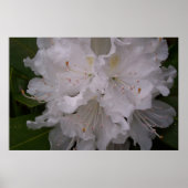 Weißer Rhododendron in Bloom Poster (Vorne)