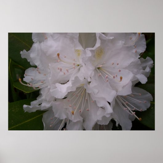 Weißer Rhododendron in Bloom Poster (Vorne)