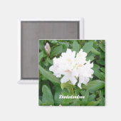 Weißer Rhododendron-Magnet Magnet (Vorderseite/Rückseite)