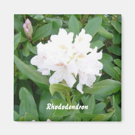 Weißer Rhododendron-Magnet Magnet (Vorne)