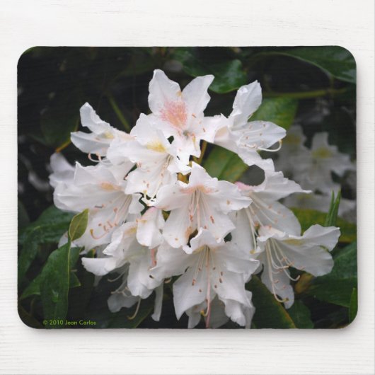 Weißer Rhododendron Mousepad (Vorne)