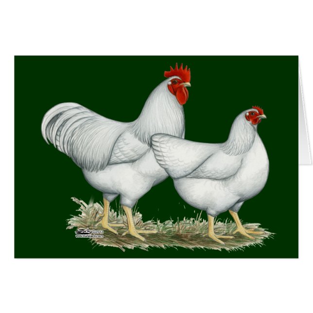 Weißer Rock Chickens (Vorderseite (Horizontal))