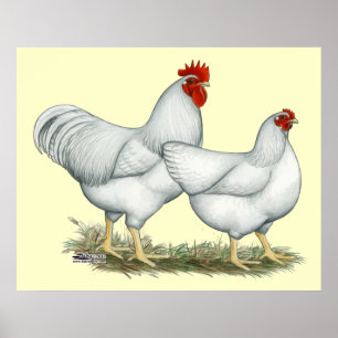 Weißer Rock Chickens Poster