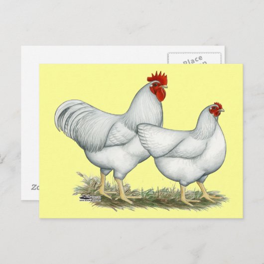 Weißer Rock Postkarte (Vorne/Hinten)