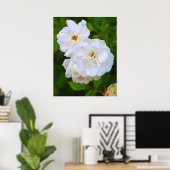 Weißer Rosen in Blüte Poster (Heimbüro)