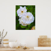 Weißer Rosen in Blüte Poster (Küche)