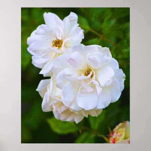 Weißer Rosen in Blüte Poster (Vorne)
