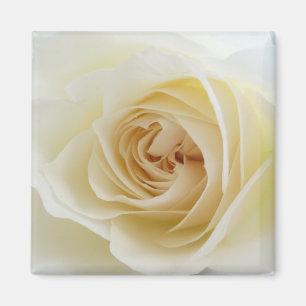 Weißer Rosen-Quadrat-Magnet 001 Magnet