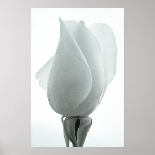 Weißer Rosenknospe ... Poster (Vorne)