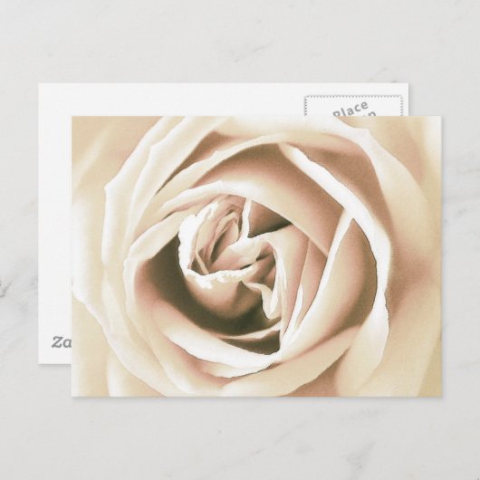 Weißer Rosenprint Postkarte (Vorne/Hinten)