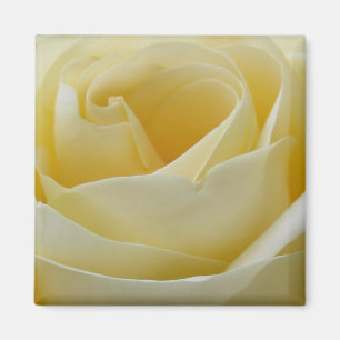 Weißer Rosensahnemagnet Magnet