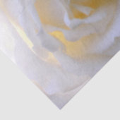 Weißer Rosenweiche Seidenpapier (Ausschnitt)